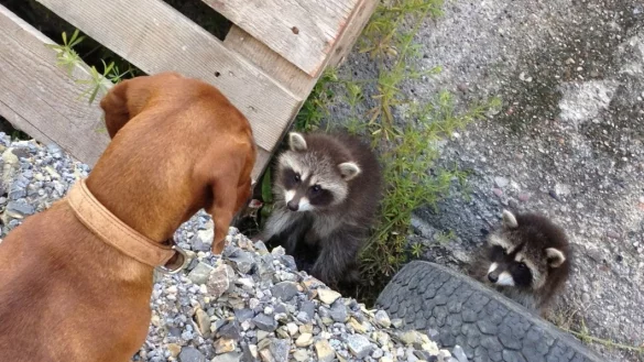 Gef&auml;hrliche Gesellen: Die beiden jungen Waschb&auml;ren richten sich auf, nachdem der Dackel sie beim Schlafen gest&ouml;rt hat. So erscheinen sie gr&ouml;&szlig;er und kr&auml;ftiger. Doch Z&auml;hne und Krallen sind nicht so sehr das Problem. Viele der urspr&uuml;nglich aus Nordamerika stammenden Kleinb&auml;ren tragen tats&auml;chlich aber eine gro&szlig;e Gefahr in sich. - &copy; Jobst L&uuml;deking