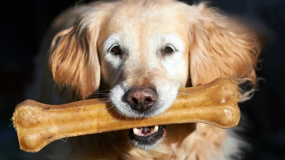 Corona-Studie - &copy; Foto: Bernd Thissen/dpa