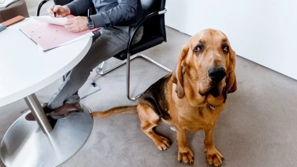 Hund im B&uuml;ro braucht sein K&ouml;rbchen und Napf - &copy; Foto: Markus Scholz/dpa-tmn