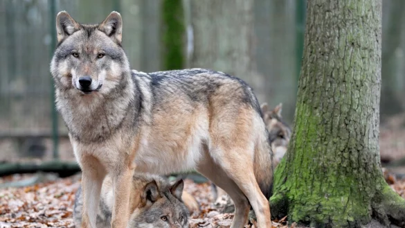 Durchstreift die Senne: Der Wolf ist nach OWL zur&uuml;ckgekehrt. F&uuml;r ein Exemplar endete die Reise hier. - &copy; Ingo Wagner