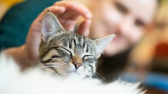 Kuscheln mit der Katze - &copy; Foto: Franziska Gabbert