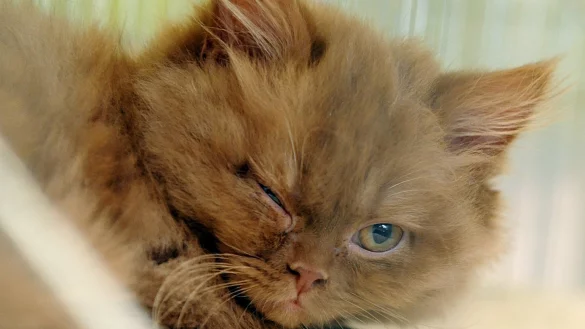 Katze - &copy; Foto: Mascha Brichta/dpa-tmn