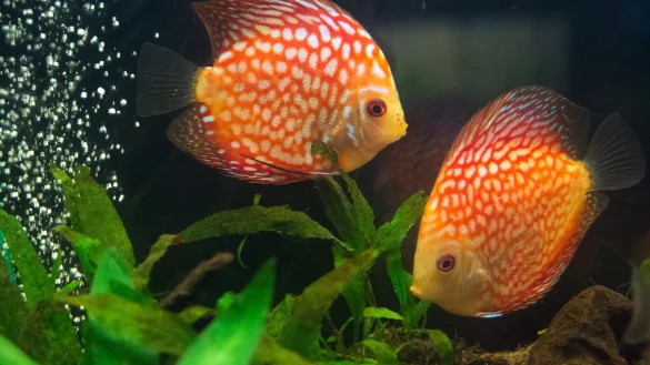 Diskusfische vertragen keine Hektik im Aquarium - &copy; Foto: Andrea Warnecke/dpa-tmn