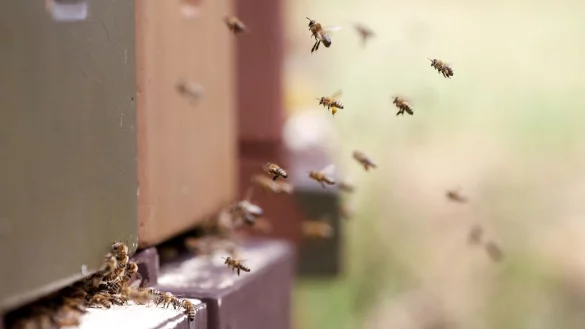 Bienen am Bienenstock - &copy; Foto: picture alliance / Roland Weihrauch/dpa