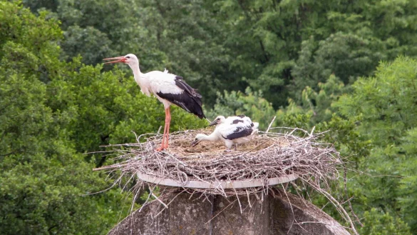Da waren es noch zwei: Das Ende Juni entstandene Foto zeigt zwei Jungst&ouml;rche mit einem Elternteil. - &copy; Landesverband Lippe