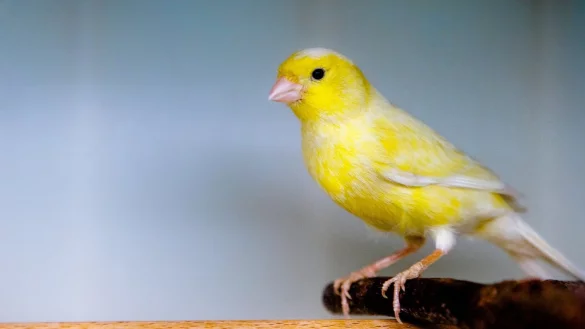 Kanarienv&ouml;gel besch&auml;ftigen - &copy; Foto: Markus Scholz