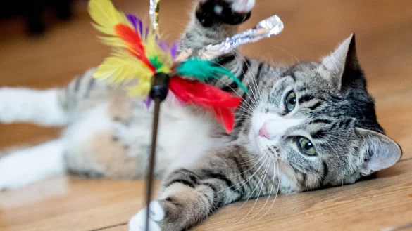 Katze beim Spielen - &copy; Foto: Franziska Gabbert/dpa-tmn