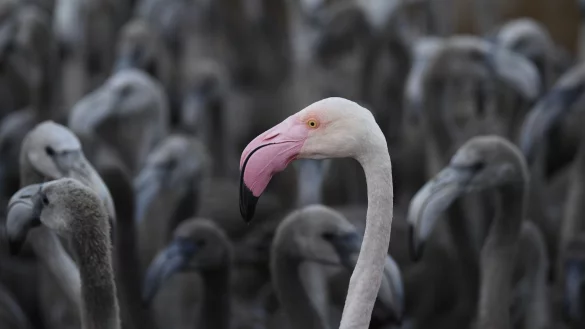 Flamingo-K&uuml;ken in S&uuml;dfrankreich - &copy; Foto: Christophe Simon/AFP/dpa