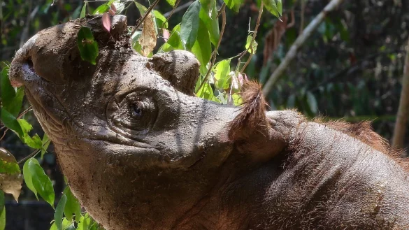 Sumatra-Nashorn - &copy; Foto: Str/epa/dpa