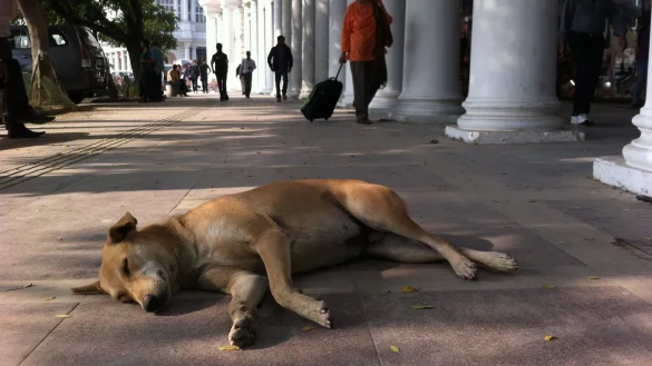 Tollwut in Indien - &copy; Foto: Doreen Fiedler