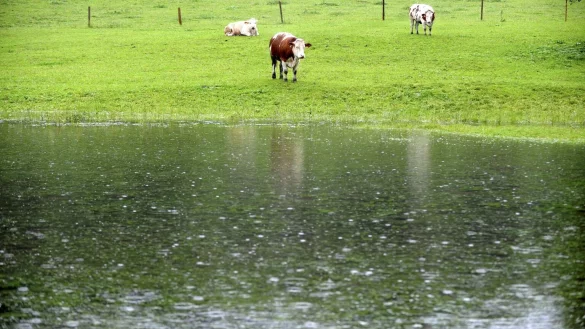 Was das Vieh bei Unwetter macht - &copy; Foto: Peter Kneffel/dpa