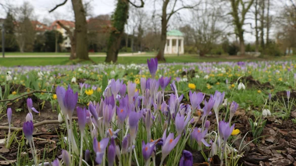 Im Kurpark Bad Salzuflen sind bereits im Februar viele bl&uuml;hende Pflanzen zu sehen. - &copy; Till Sadlowski