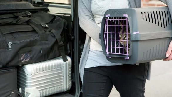 Die Transportbox im Fahrzeug sichern - &copy; Foto: Kai Remmers/dpa-tmn