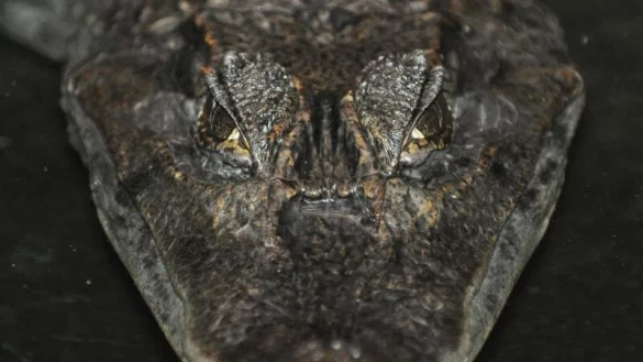 Alligator - &copy; Foto: Boris Roessler/dpa/Symbolbild