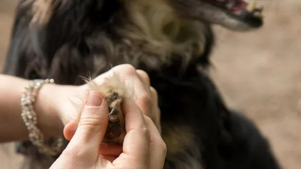 Hundekralle - &copy; Foto: Christin Klose