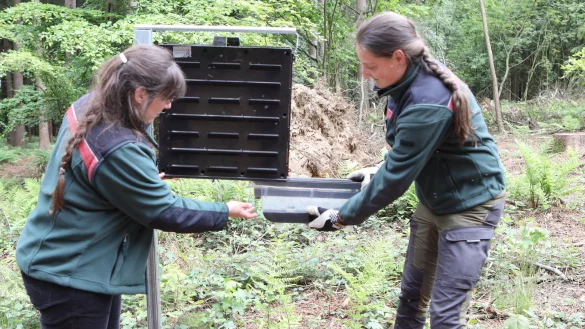 Annette Uhr (l.) und Marie Bootz leeren den Auffangbeh&auml;lter einer Borkenk&auml;fer-Falle. - &copy; J&ouml;rg Stuke