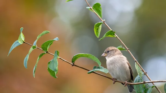 Spatz - &copy; Foto: Monika Skolimowska/dpa