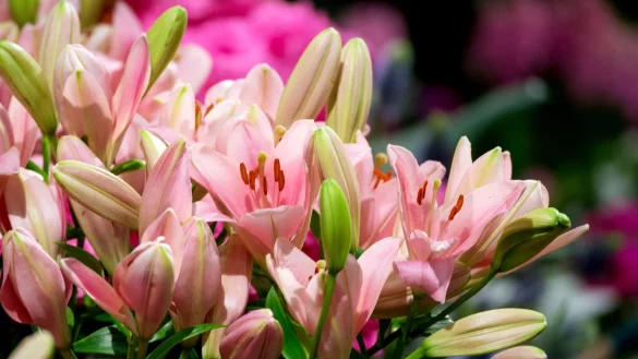 Bl&uuml;hende Lilien - &copy; Foto: Andrea Warnecke/dpa-tmn