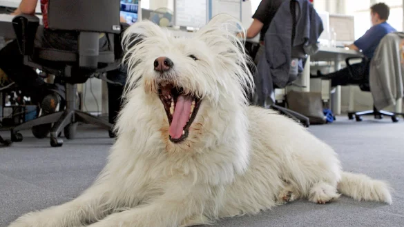 G&auml;hnender Hund - &copy; Foto: Uwe Anspach/dpa/dpa-tmn