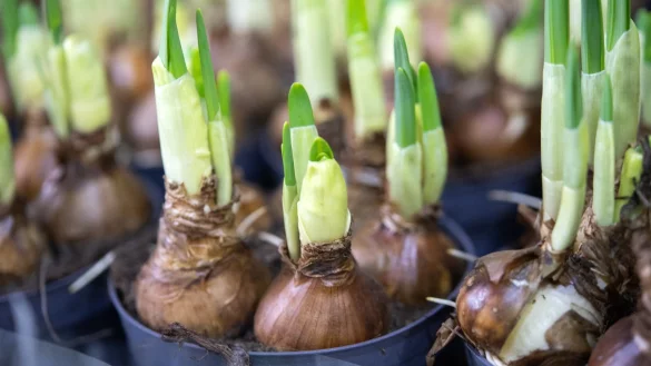 Narzissen - &copy; Foto: Andrea Warnecke/dpa-tmn