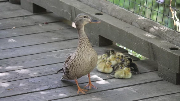 Eine Entenmutter und ihre neun K&uuml;ken kamen in Bielefeld mit dem Schrecken davon. - &copy; Symbolbild: Pixabay.com