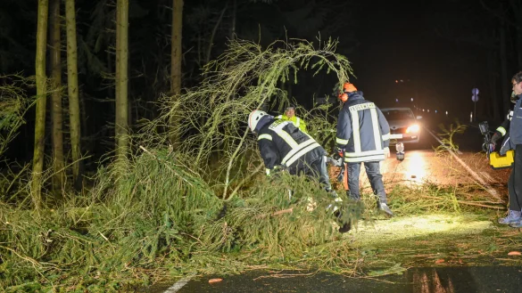 Umgest&uuml;rzte B&auml;ume, wie hier zwischen Strahwalde und Ottenhain im s&auml;chsischen Herrnhut, hielten auch die Feuerwehr im lippischen Osten auf Trab. - &copy; Philipp Mann/dpa
