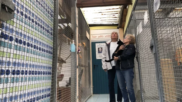 Undicht: Angelika Szrama (links) und B&auml;rbel Karge werfen im Katzenhaus einen bangen Blick zur Decke. Bei Regen l&auml;uft in einige K&auml;fige Wasser. - &copy; Sven Kienscherf