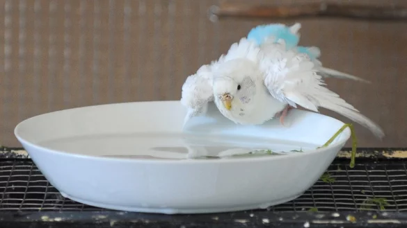 Bad in einer Wasserschale - &copy; Foto: Caroline Seidel