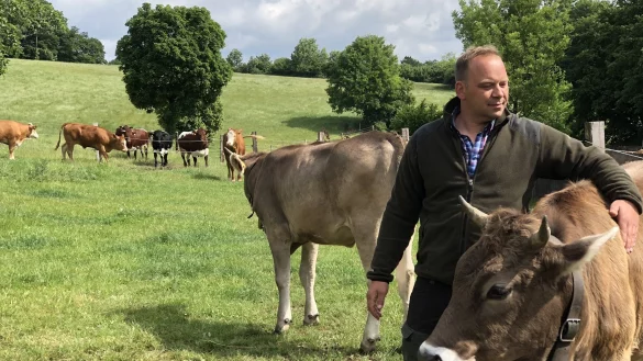 Der Horn-Bad Meinberger Landwirt Martin Schlue hat Original-Allg&auml;uer Braunvieh mit auf seine Berlebecker Weide unterhalb des Rolfschen Hofs gebracht. Drei seiner Pinzgauer weiden momentan in der N&auml;he von Oberstdorf. - &copy; Till Brand