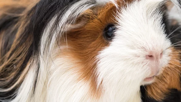 Meerschweinchen - &copy; Foto: Andrea Warnecke