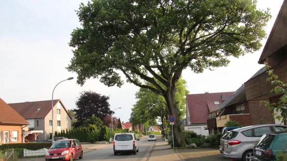 Die Pivitsheider Stra&szlig;e ist von teils recht alten B&auml;umen ges&auml;umt - die CDU vermutet, dass nicht jeder ausreichend standfest ist. Auch entspr&auml;chen die markierten Radwege nicht der g&uuml;ltigen Norm. - &copy; Dieter Asbrock