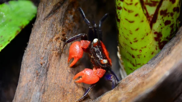 Vampirkrabbe - &copy; Foto: Industrieverband Heimtierbedarf/dpa-tmn