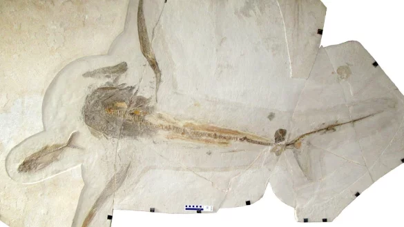 Forscherteam entdeckt 93 Millionen Jahre alten &laquo;Adlerhai&raquo; - &copy; Foto: Vullo et al./Science (2021)/dpa