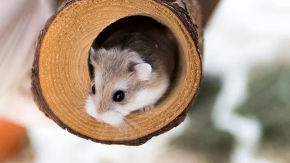 Hamster im Gehege - &copy; Foto: Alexander Heinl/dpa-tmn
