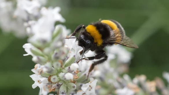 Hummel - &copy; Foto: Andrea Warnecke