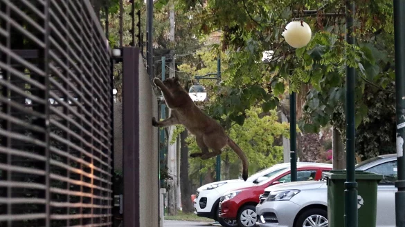 Wilder Puma - &copy; Foto: Francisco Castillo/Agencia Uno/dpa