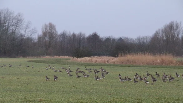 Auf einem Feld in Waddenhausen suchten unz&auml;hlige Wildg&auml;nse nach Essen. - &copy; Freya K&ouml;hring