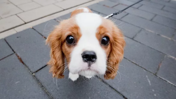 Hund der Rasse Cavalier King Charles Spaniel - &copy; Foto: Julian Stratenschulte