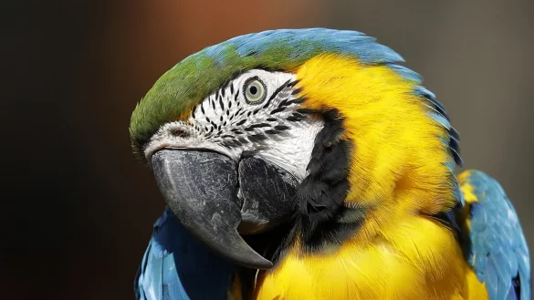 Farbenfroher Ara - &copy; Foto: Antonio Calanni