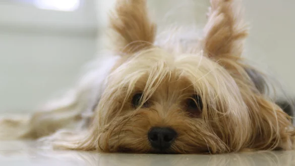 Ein Yorkshire-Terrier wie dieser wurde im Fressnaps in Bad Oeynhausen totgebissen.&nbsp; - &copy; Symbolbild: Pixabay