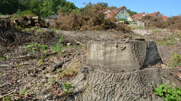 Die B&auml;ume des kleinen W&auml;ldchens waren zum &uuml;berwiegenden Teil krank und mussten deshalb abgeholzt werden. - &copy; Karin Prignitz