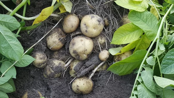 Hitze und Trockenheit sind keine gute Voraussetzungen für eine reiche Kartoffelernte. - © Pixabay