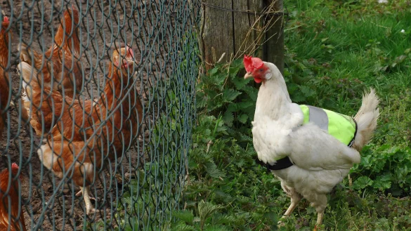 Endlich drau&szlig;en: Nach der Stallpflicht ist Henne Polly mit ihrer gelben Warnweste wieder unterwegs, fliegt &uuml;ber den Zaun der H&uuml;hnerwiese auf der Suche nach Freiheit. Aber p&uuml;nktlich zum Eierlegen kehrt sie heim. - &copy; Heike von Schulz