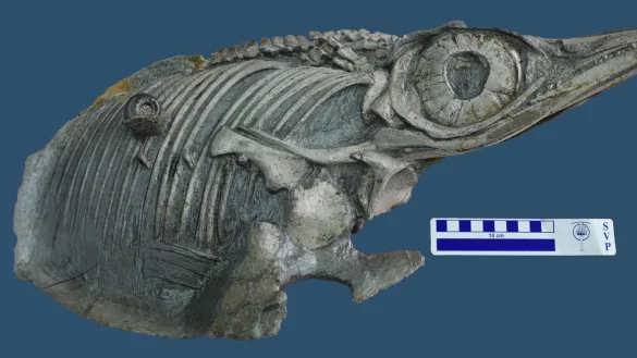 Fischsaurier - &copy; Foto: D.Cortes / SMNS/Staatsliches Museum f&uuml;r Naturkunde Stuttgart/dpa