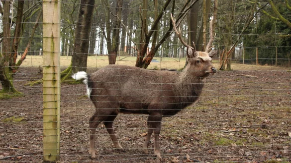 Ein Sika-Hirsch im Gehege an den F&ouml;rsterteichen. - &copy; Marlen Grote(LZ)