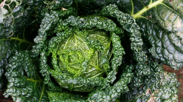 Grünkohl als Hauptzutat in einem Auflauf. - © Symbolbild: Pixabay