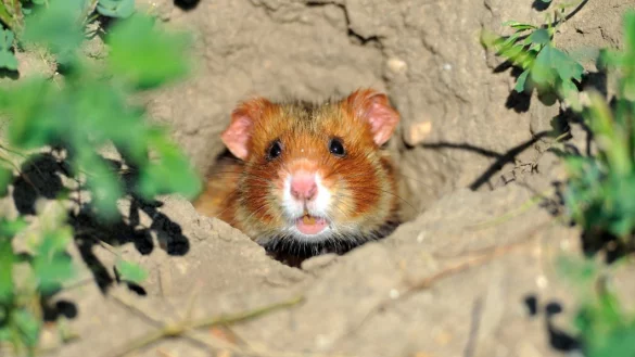Gesucht: Auch die Feldhamster sollen gez&auml;hlt und von der Bev&ouml;lkerung an den LWL gemeldet werden. - &copy; DPA
