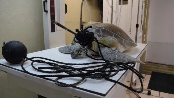 "Splinter" - &copy; Foto: The Turtle Hospital