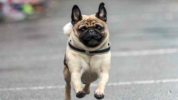 Winnender Wonnetag - Mopsrennen - &copy; Foto: Daniel Maurer