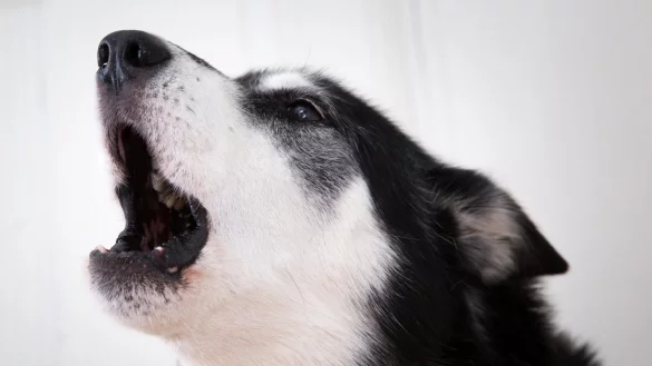 Hundebellen stoppen - &copy; Foto: Florian Schuh/dpa-tmn